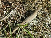 Waldeidechse (Zootoca vivipara) 4